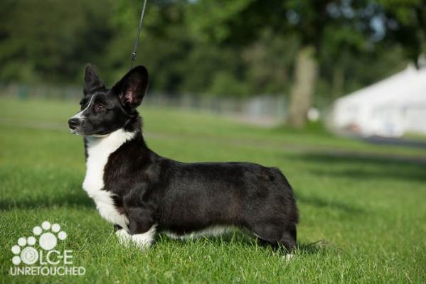 Twinan dare you to stare | Cardigan Welsh Corgi 