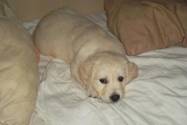 Bernadett Mediguard | Golden Retriever 
