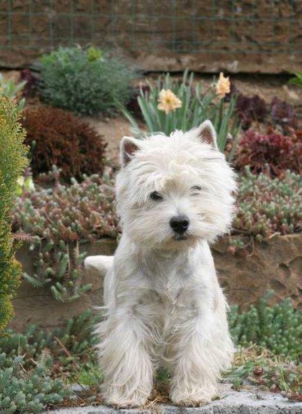 APPLE PIE Urwiska Szkocji | West Highland White Terrier 