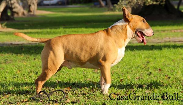 Huberts jubilee | Bull Terrier 