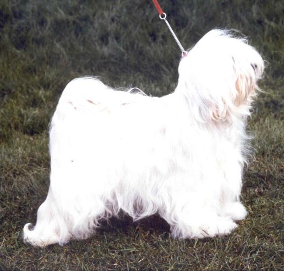 ALILAH LADYBIRD | Tibetan Terrier 