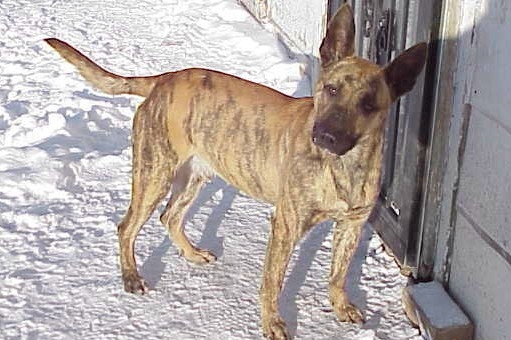 Divo von der Coeur | Dutch Shepherd 