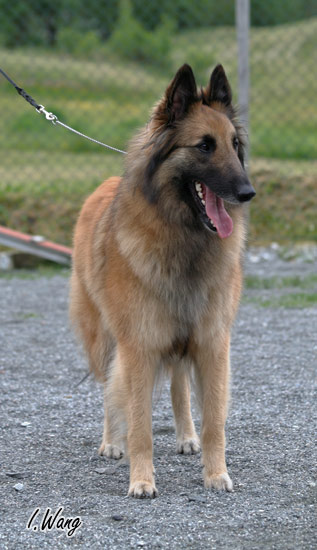 Chevy's Kahroma | Belgian Tervuren 