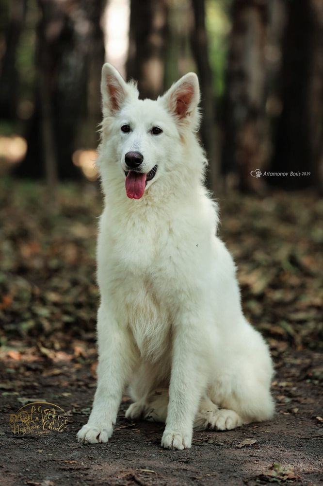 Nezhnoe Chudo Ot Big Hauz Green Beauty Lime | White Swiss Shepherd Dog 