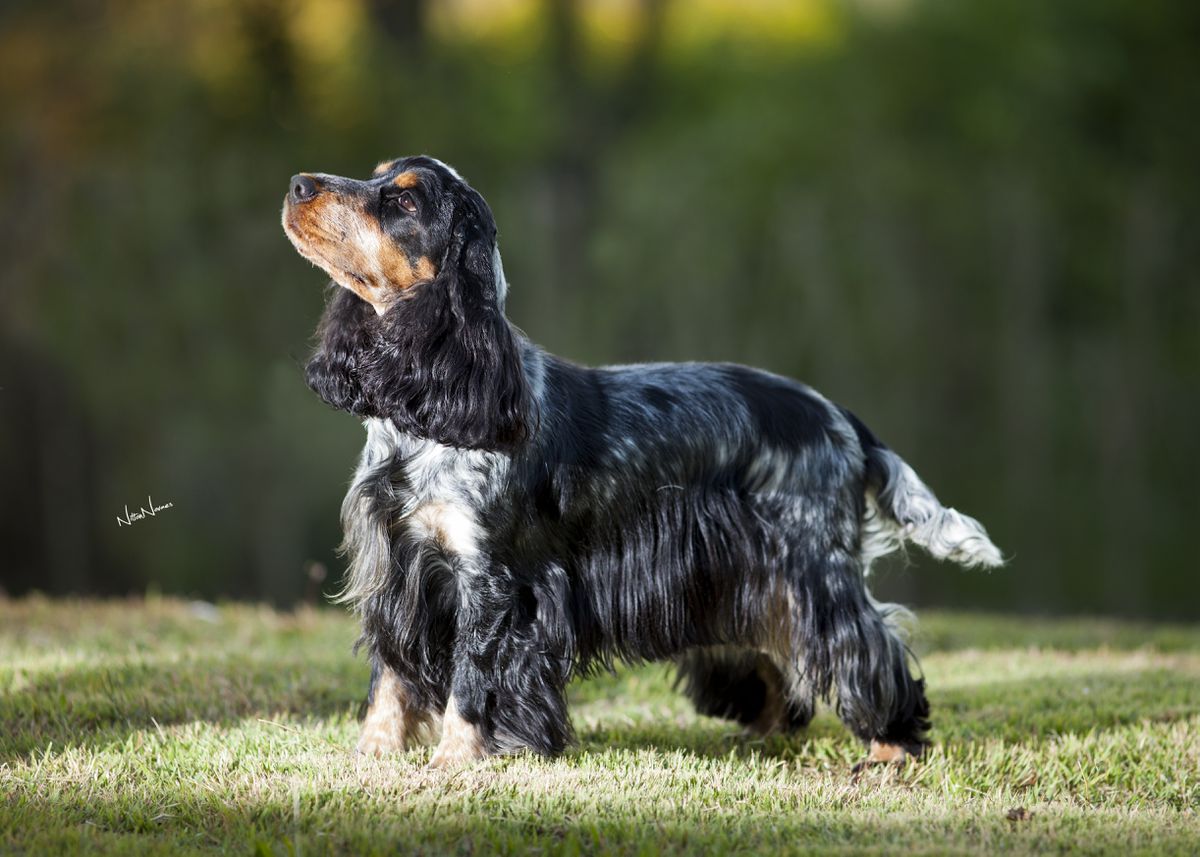 Foxheuler Flying Up High | English Cocker Spaniel 