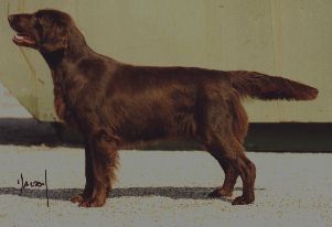 Almanza Mad About Chocolate | Flat-Coated Retriever 