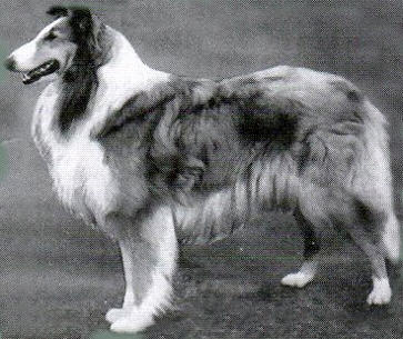 Beulahs Golden Flora | Rough Collie 