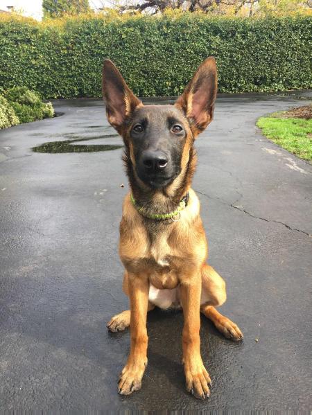 Minx du Laursam | Belgian Malinois 