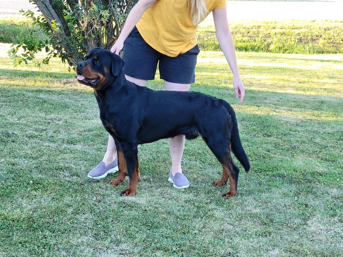 Vasfor’s Alexander the Great | Rottweiler 