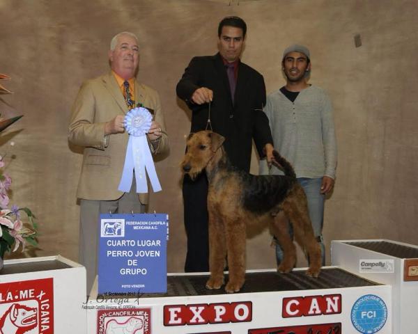 Handsome Lad Of Malton | Airedale Terrier 