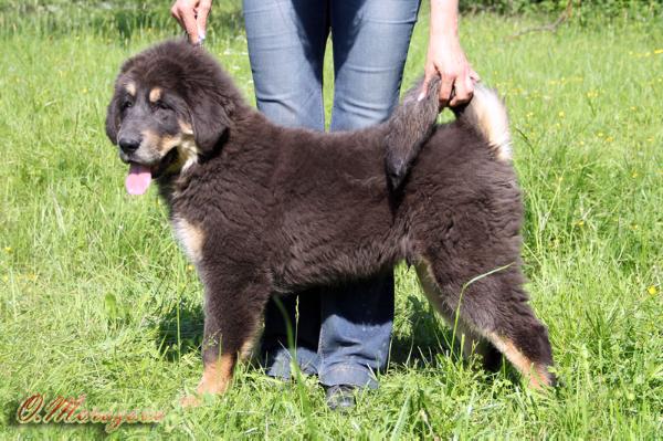 RUS ANTARES ALTAN GERREL | Tibetan Mastiff 