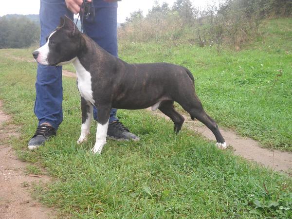 Boom boom | American Staffordshire Terrier 