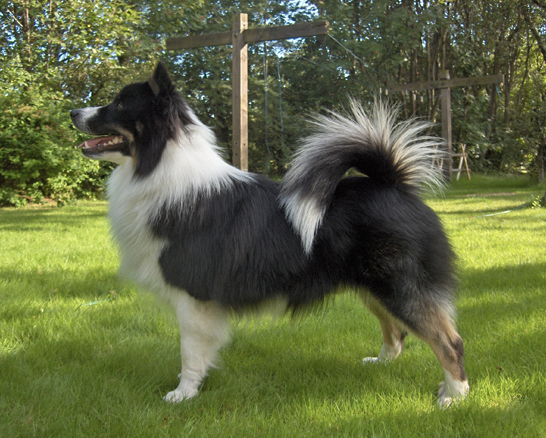 Kirkjufells Baltasar - 10684/07 | Icelandic Sheepdog 