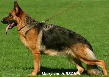 Merri vom Hirschel | German Shepherd Dog 