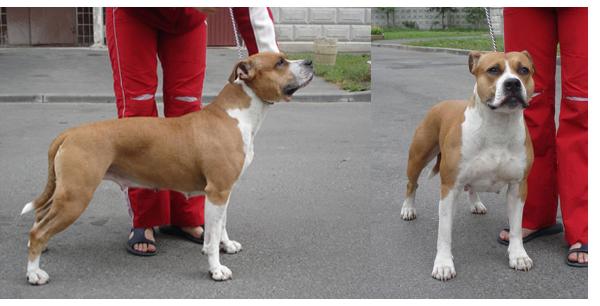Imperia Staff Dekesika | American Staffordshire Terrier 