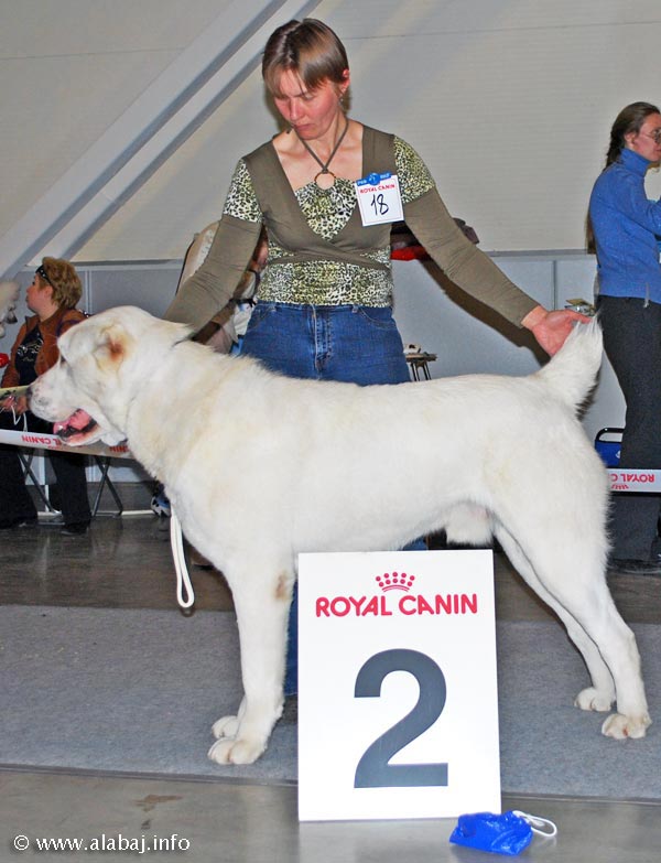 Aldayar Lvinoe Serdse | Central Asian Shepherd Dog 