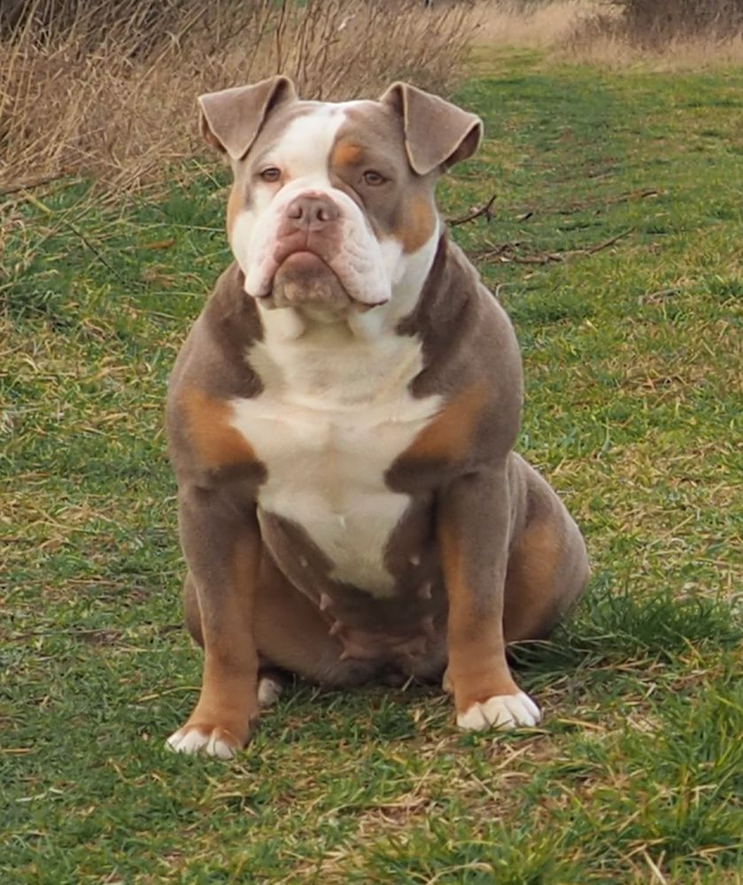 Bullforce Shelby | Olde English Bulldogge 