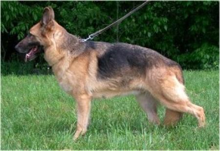 Uschka vom Trienzbachtal | German Shepherd Dog 