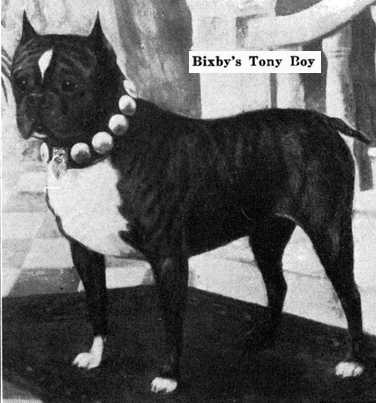 Bixby's Tony Boy | Boston Terrier 