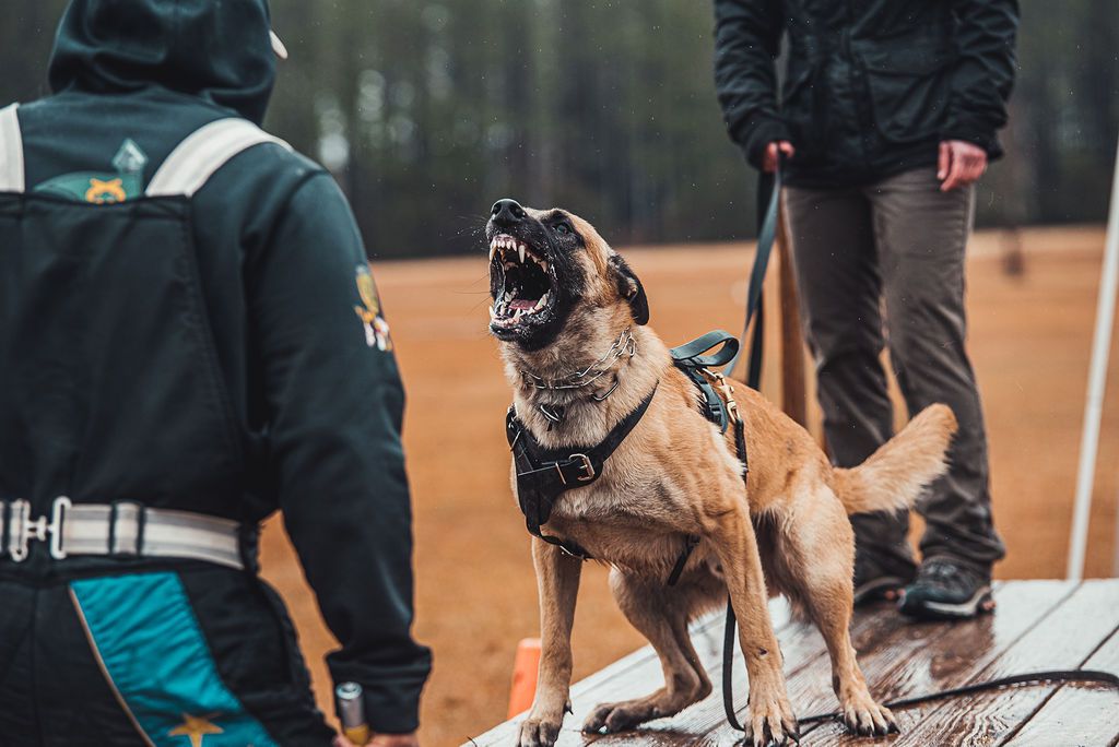Khan vom Skyfall | Belgian Malinois 
