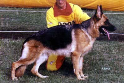 Fendi della Valcuvia | German Shepherd Dog 