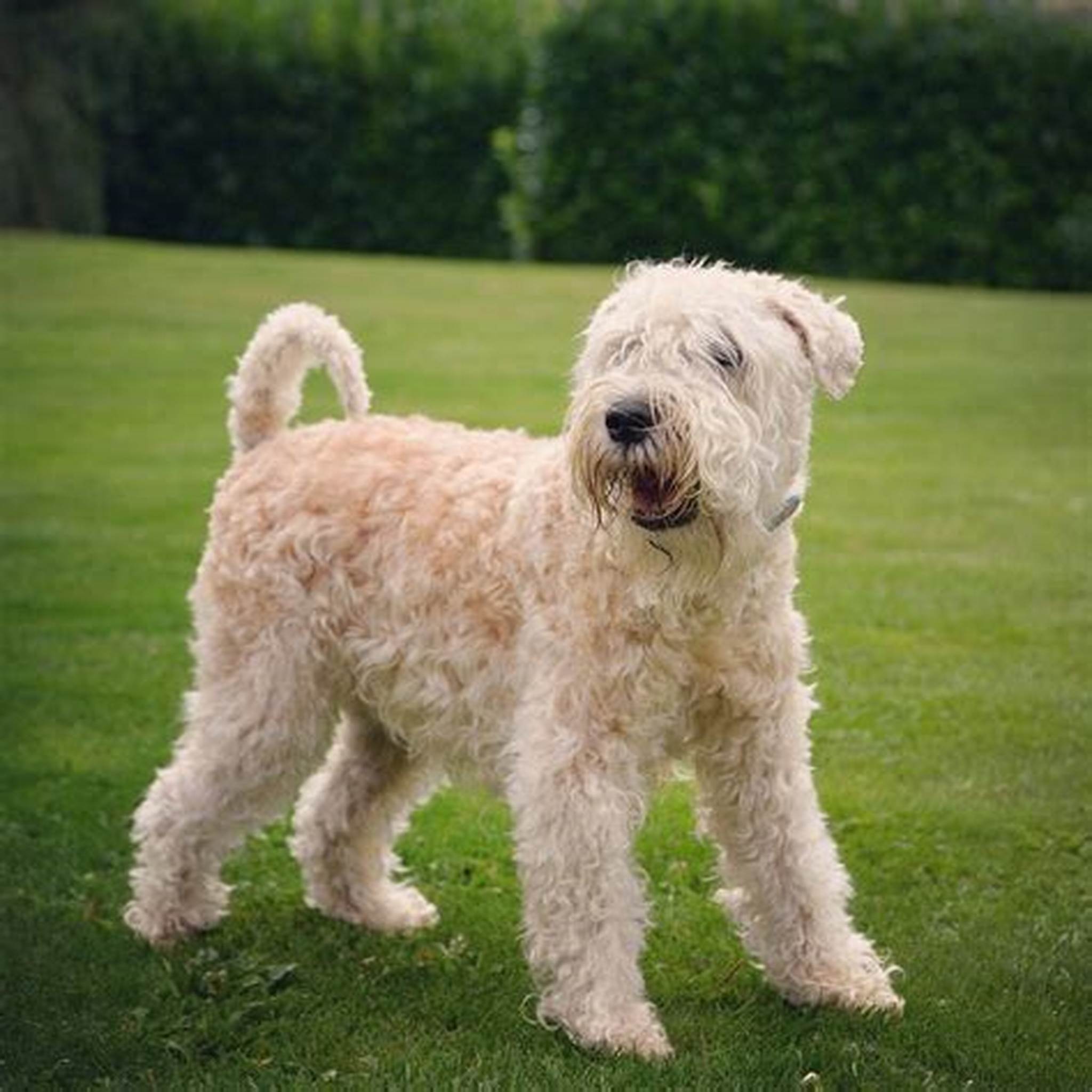 Soft Coated Wheaten Terrier