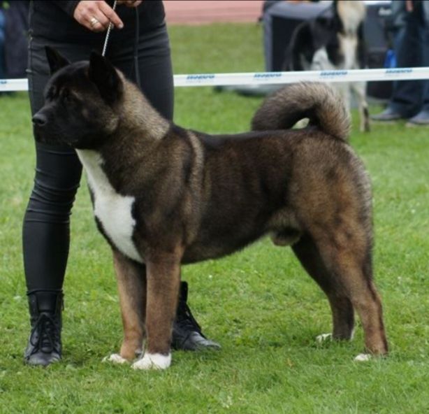 MAYLO Inherti | Akita 