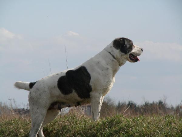 Nyusha Zaravshan | Central Asian Shepherd Dog 