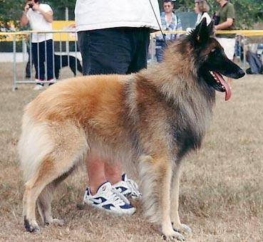 Gourou du Crepuscule des Loups | Belgian Tervuren 