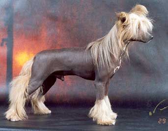 Sampan Basta | Chinese Crested 