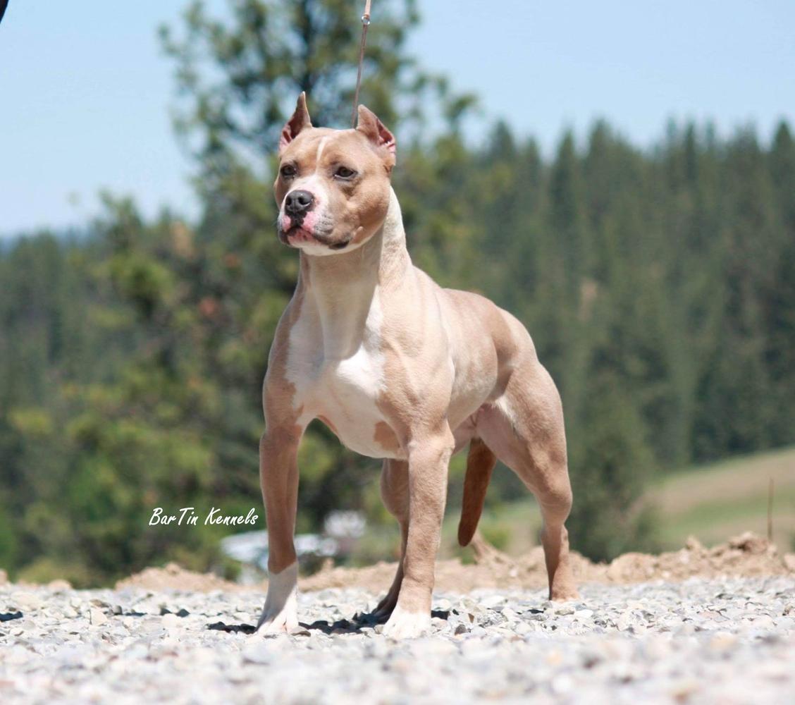 Bartin's storm's a brew'n Annie | American Pit Bull Terrier 