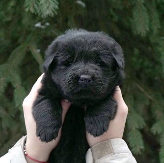 Black Star Mafia Del Casa Favore | German Shepherd Dog 