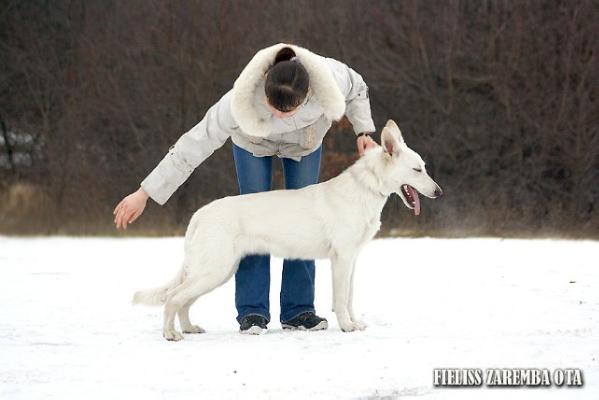 Fieliss Zaremba Ota | White Swiss Shepherd Dog 