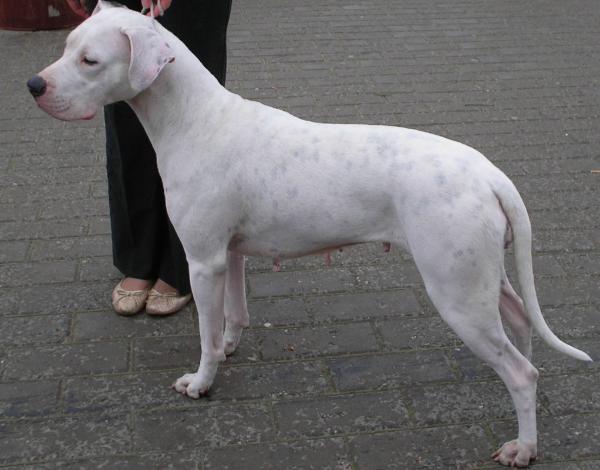 Royal Di Lux Unique South Wind | Argentine Dogo 