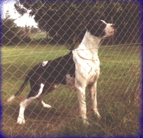 Arauca del Pur Sang | Great Dane 