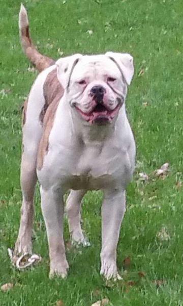 Westland Bulls Kenza | American Bulldog 