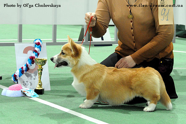 Bunase Bianka | Pembroke Welsh Corgi 