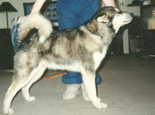 Unalaskas Lady Czarina-Na | Alaskan Malamute 