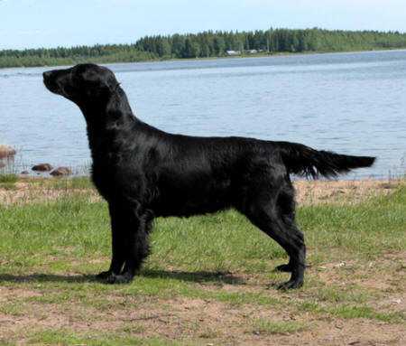 Almanza Sewen Elewen | Flat-Coated Retriever 