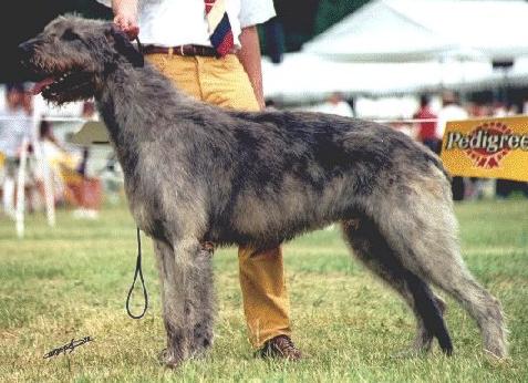 Justice of The Peace Du Grand Chien de Culann | Irish Wolfhound 