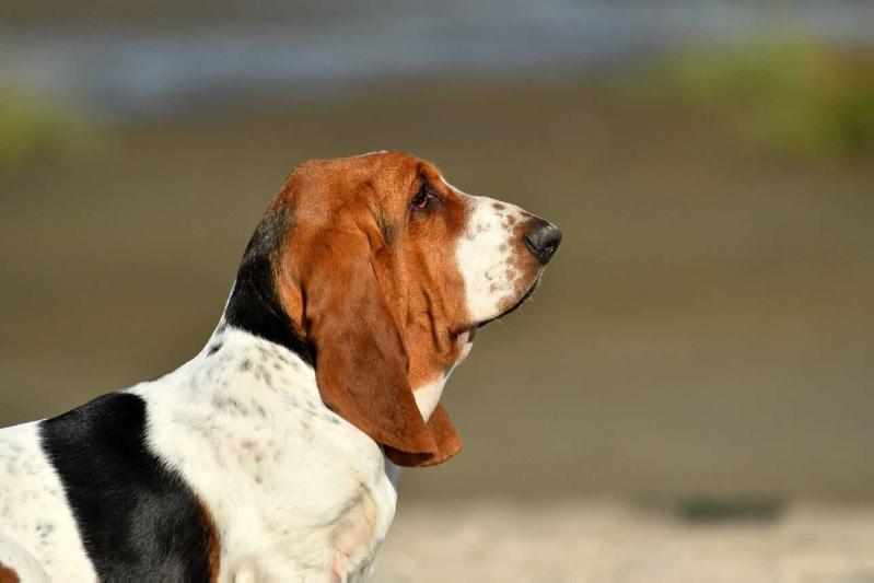 Confident snoopers` Anton | Basset Hound 