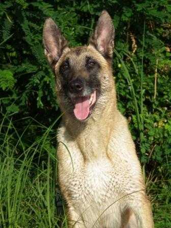 Roda Legenda Gallov | Belgian Malinois 