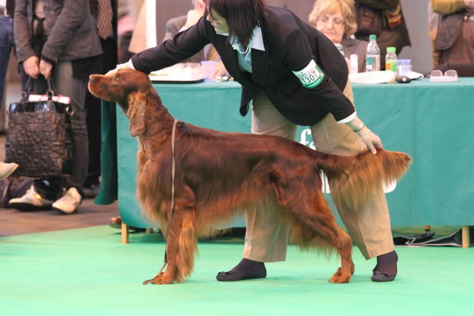 Danaway Lancelot of Autumnwood | Irish Setter 