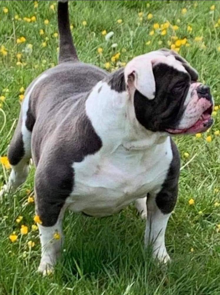 Dottie | Olde English Bulldogge 