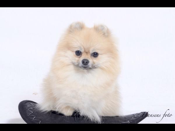 Gold'n'art Bonita | Pomeranian 
