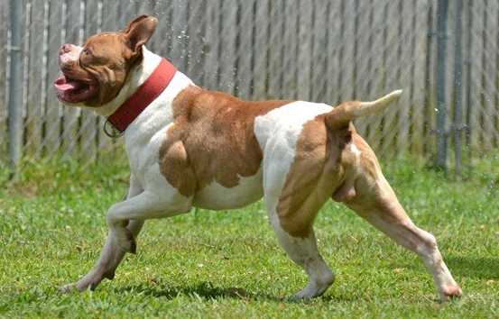 Byfb Big Poppa of Megabulls | American Bulldog 