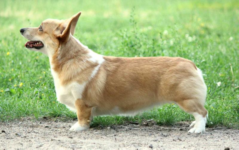 ROYAL HERITAGE ALEKSA | Pembroke Welsh Corgi 