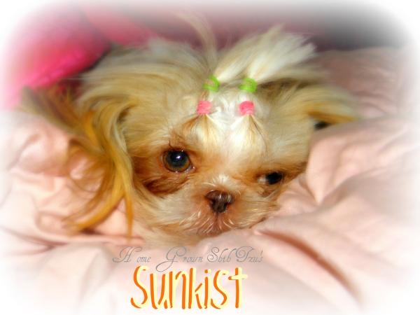 Home Grown Shih Tzu's Pint O' Sunkist | Shih Tzu 