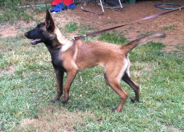 OXANA Af Viljestark | Belgian Malinois 