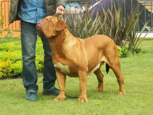 CLIO DEL MARQUEZ Y MARTINEZ | Dogue de Bordeaux 